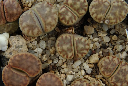 Lithops bromfieldii PV 980 (East of Upington)