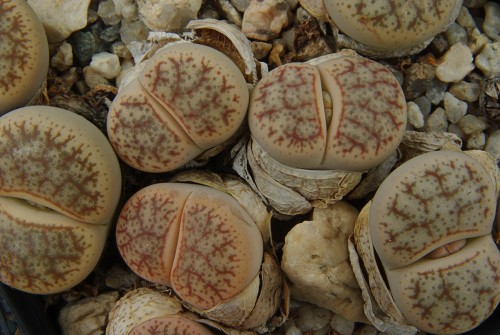 Lithops pseudotruncatella C 070 (30 km S of Windhoek, Namibia)