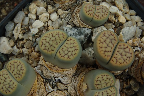 Lithops schwantesii v. urikosensis 'christinae' C 107 (20 km W of Maltahöhe, Namibia)