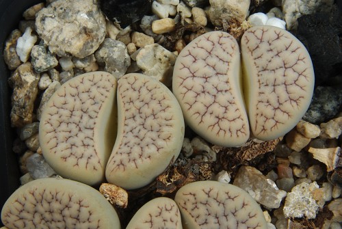 Lithops gracilidelineata ssp. brandbergensis C 394 (Brandberg, Namibia)
