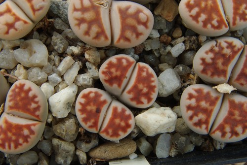 Lithops karasmontana 'lateritia'