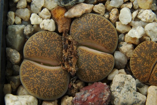 Lithops leslei PV 300 (North of Kimberley)
