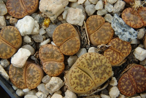 Lithops bromfieldii v. insularis PV 982 (West of Upington)