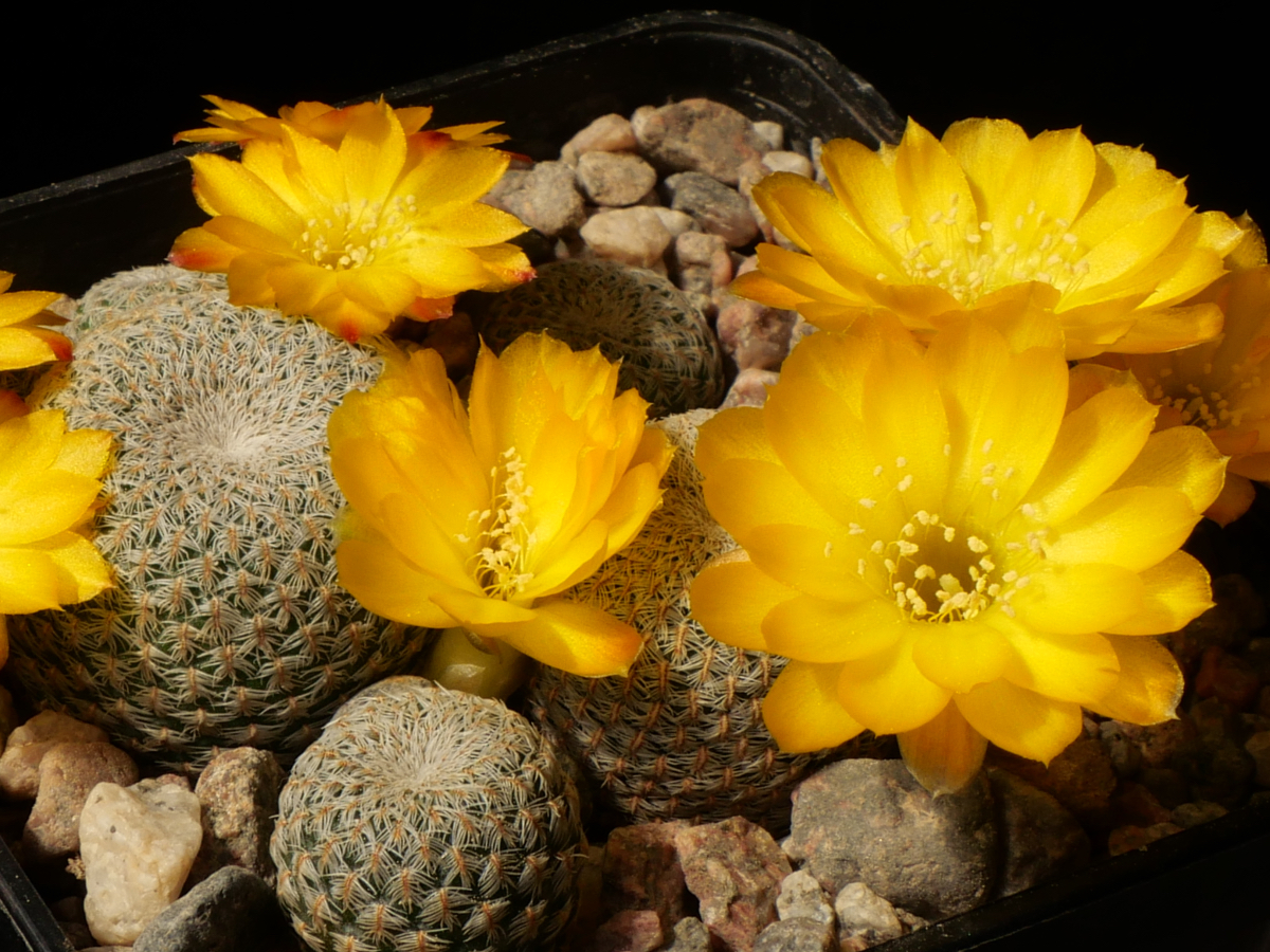 Sulcorebutia heliosioides MN 643