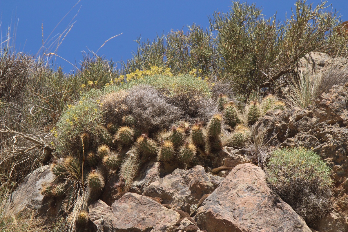 Austrocactus coxii JN 1403 (16 km before Rahue, Neuquen, 826m, Arg)