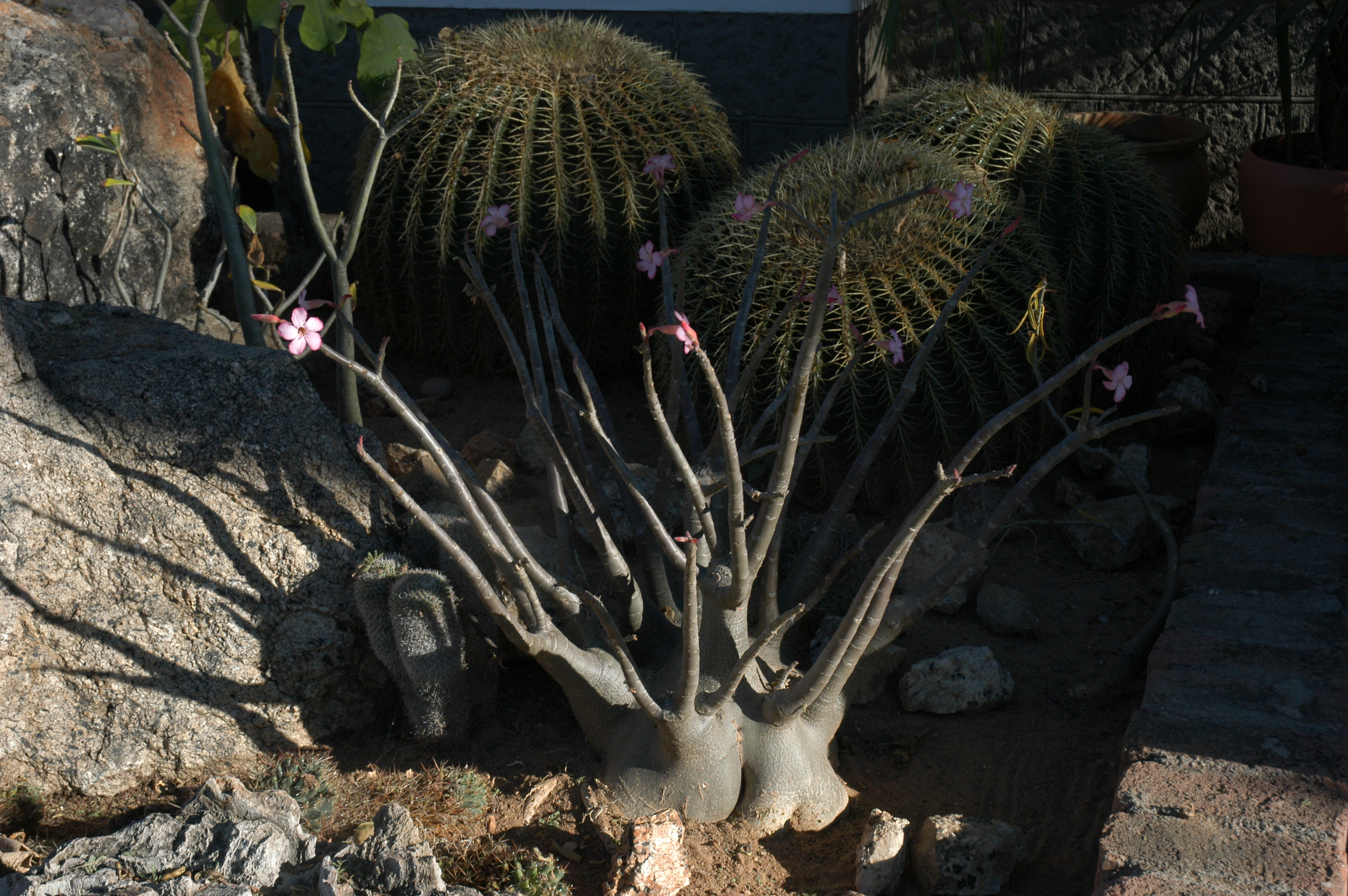 Adenium arabicum - 3