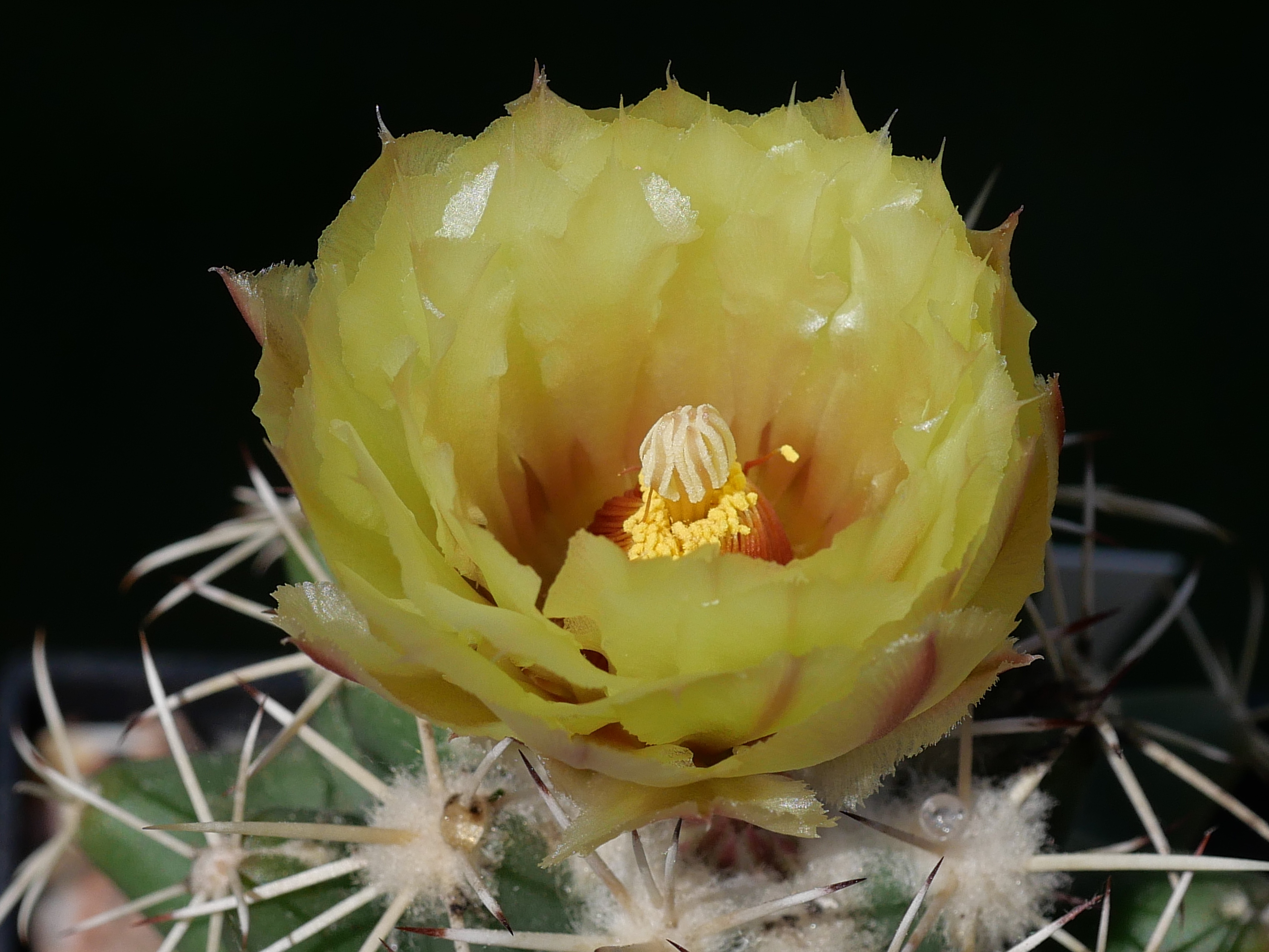 Coryphantha scheerii MN 667 (Brewster Co, TX)