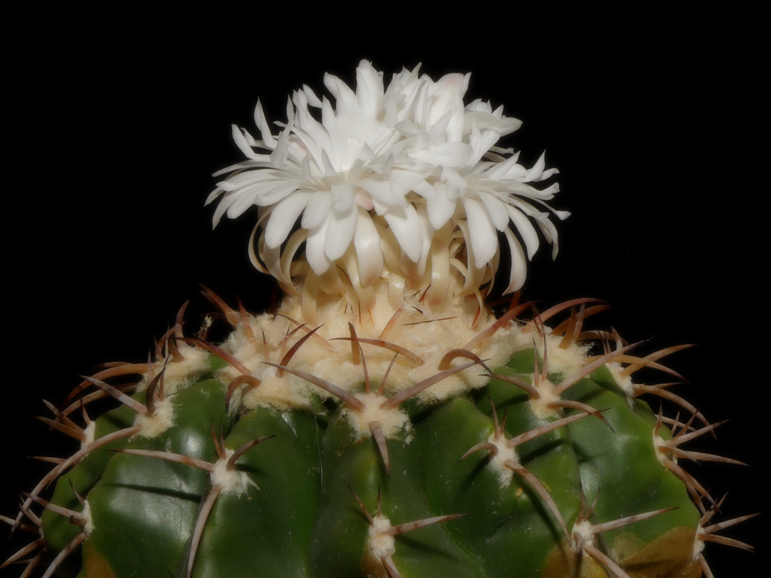 Discocactus diersianus