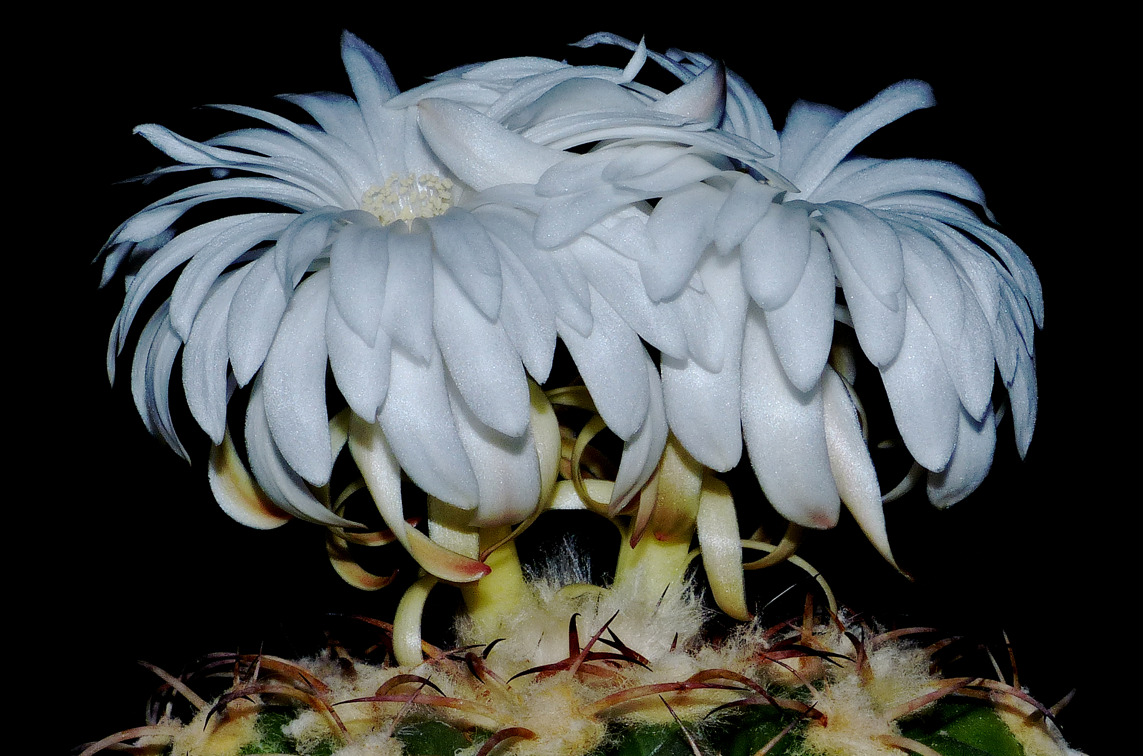 Discocactus diersianus - 2