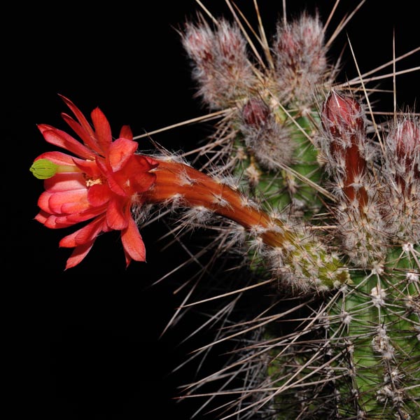 Echinocereus acifer (San Rafael de Las Tablas, Zaz)