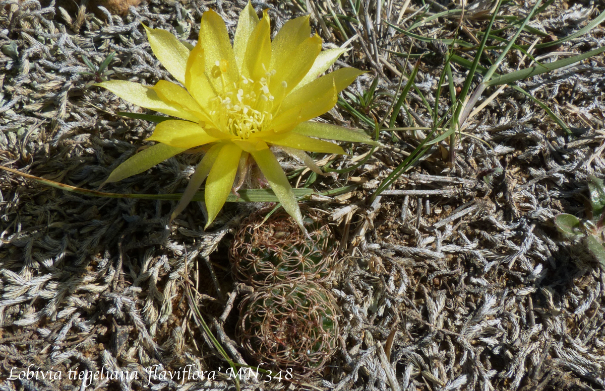 Lobivia tiegeliana v. flaviflora MN 348 (Angostura, Tarija, Bol)