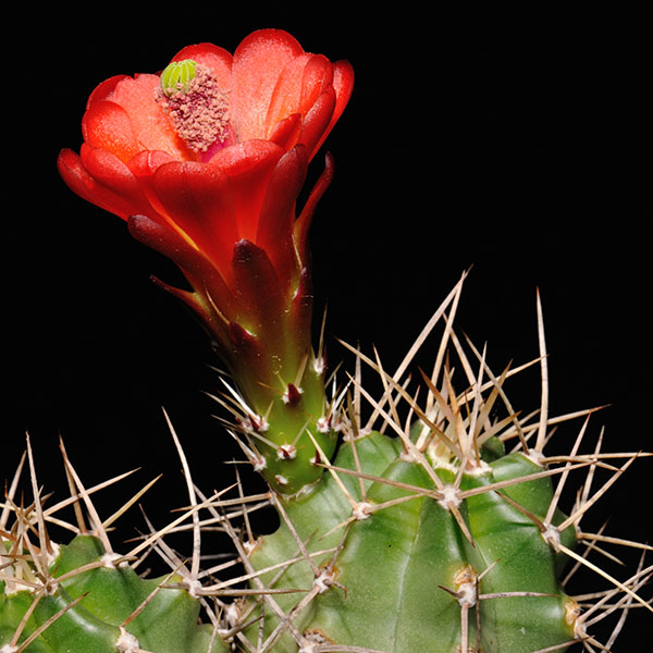 Echinocereus mojavensis (Monte Vista, CO)