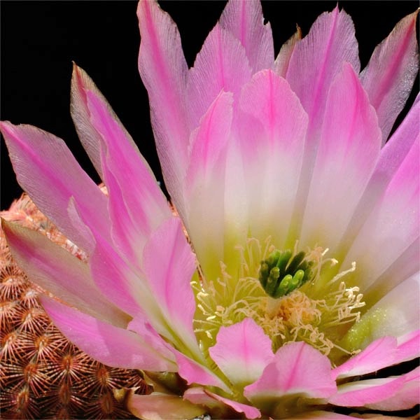 Echinocereus pectinatus (Derramaderos, SLP)