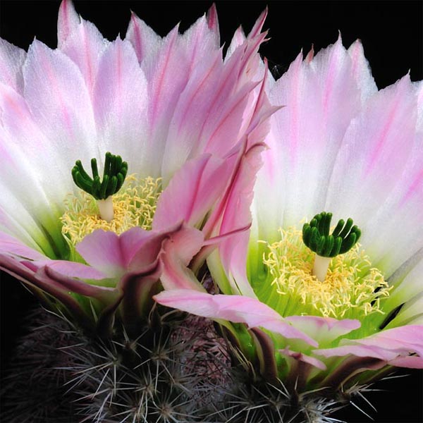 Echinocereus pectinatus (El Morrion, Chih)