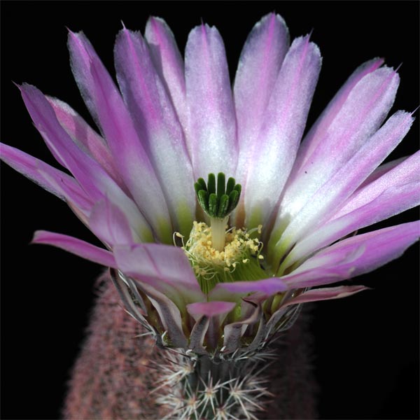 Echinocereus pectinatus (Los Hacheros, Zac)