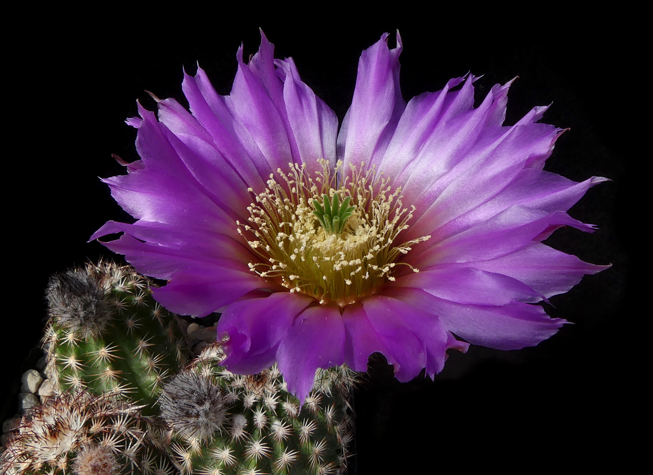 Echinocereus perbellus (cold hardy mixed forms) - 2