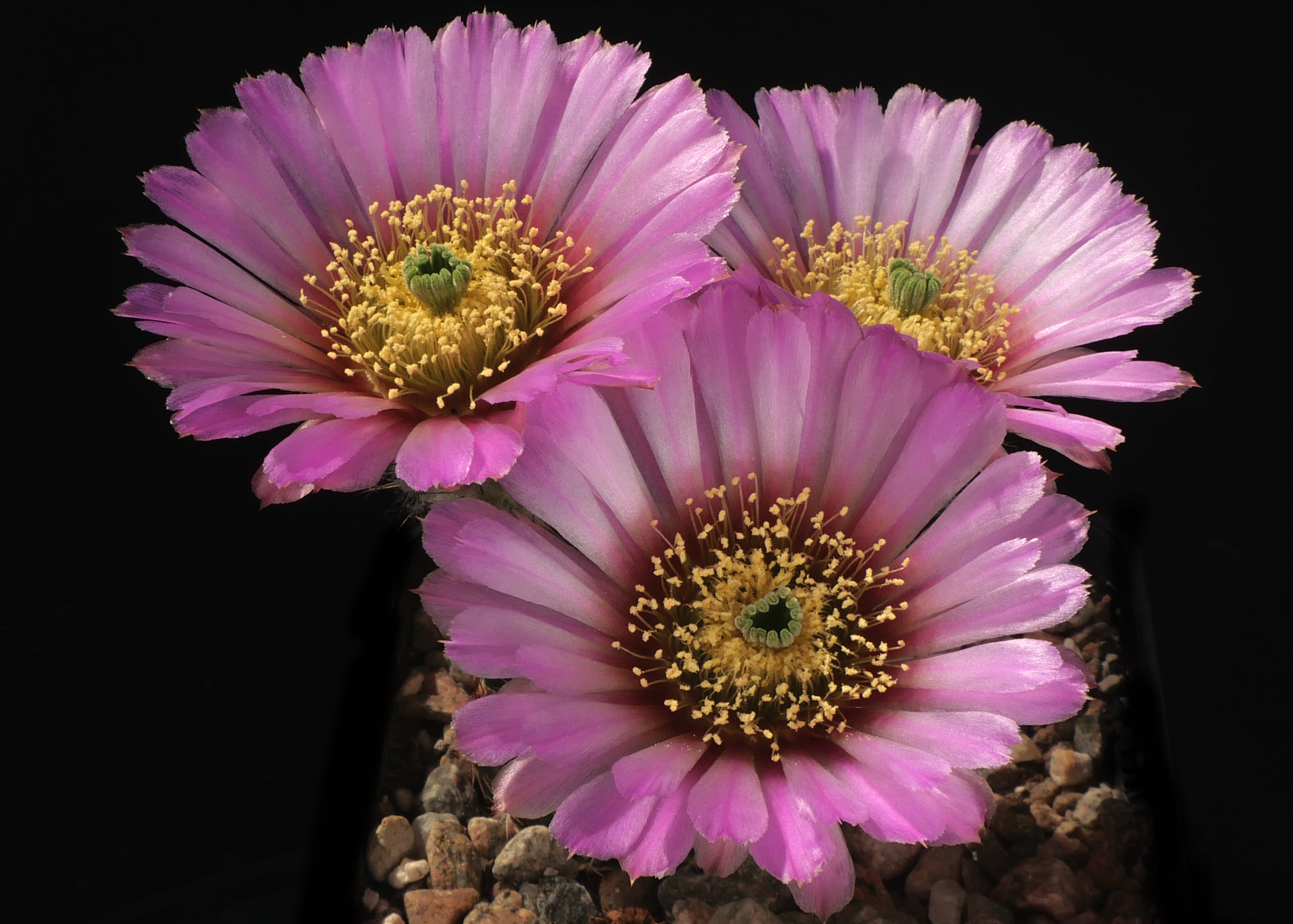 Echinocereus perbellus (cold hardy mixed forms)