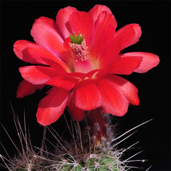 Echinocereus topiensis (Topia, Durango)
