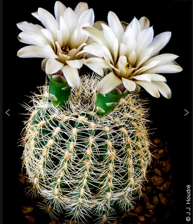 Gymnocalycium gertii STO 521 (Loma Bola, Cord, Arg)