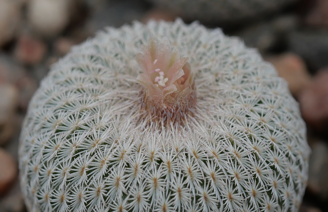 Epithelantha micromeris BKM 853 (W Ocampo, Coah)