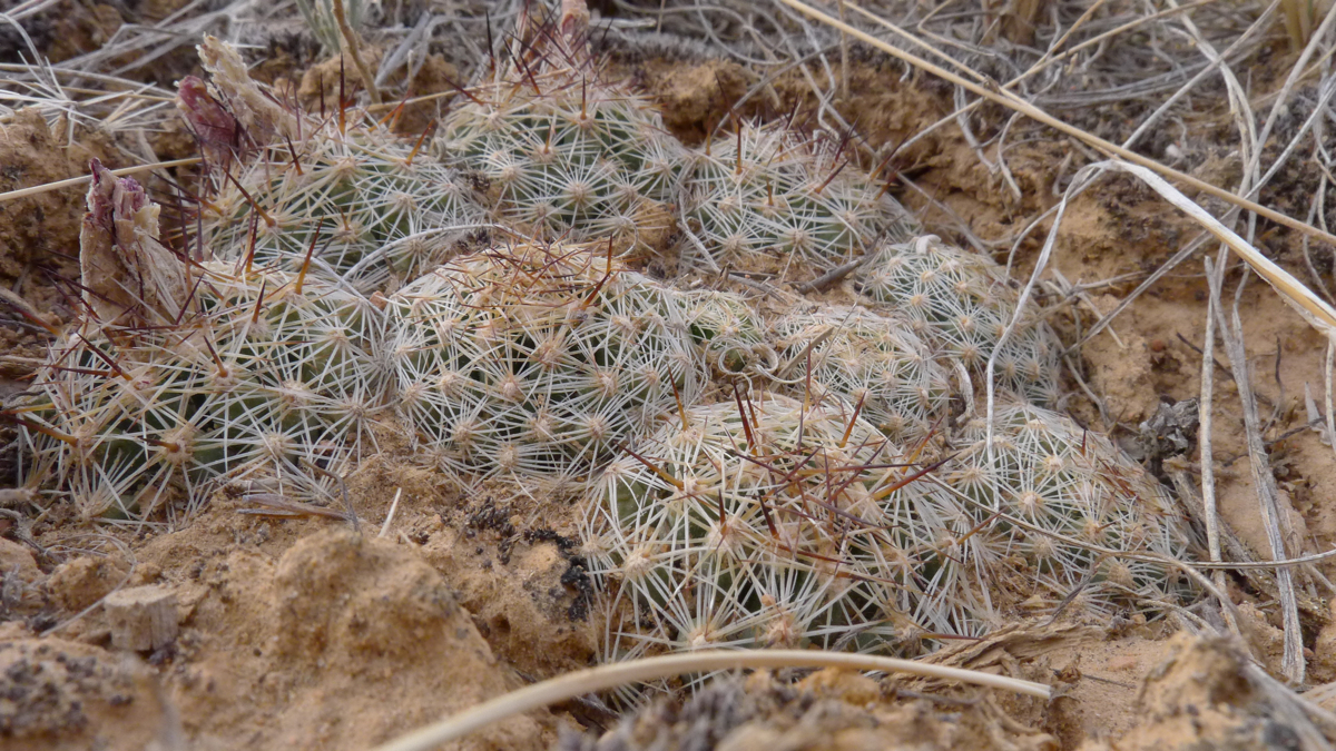 Escobaria vivipara MN 414 (NE Hillsdale, Black Mt. 2150m, Utah)