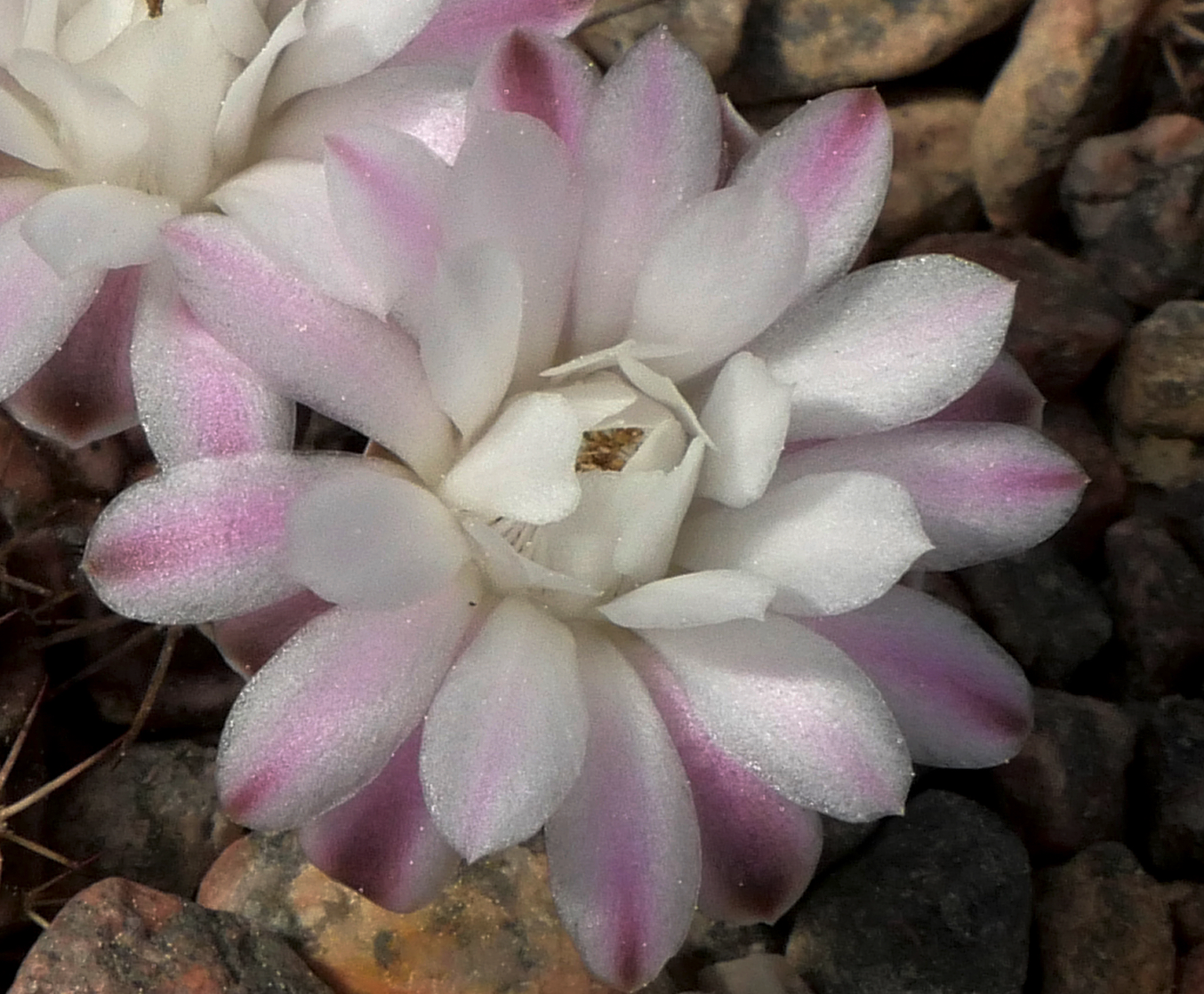 Gymnocalycium anisitsii ssp. volkerii VOS 39 (San Jose de Chiquitos)