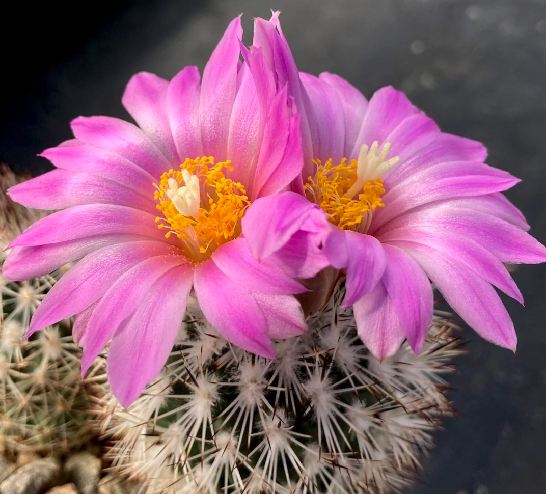 Gymnocactus beguinii SB 308 (Ramos Arispe)