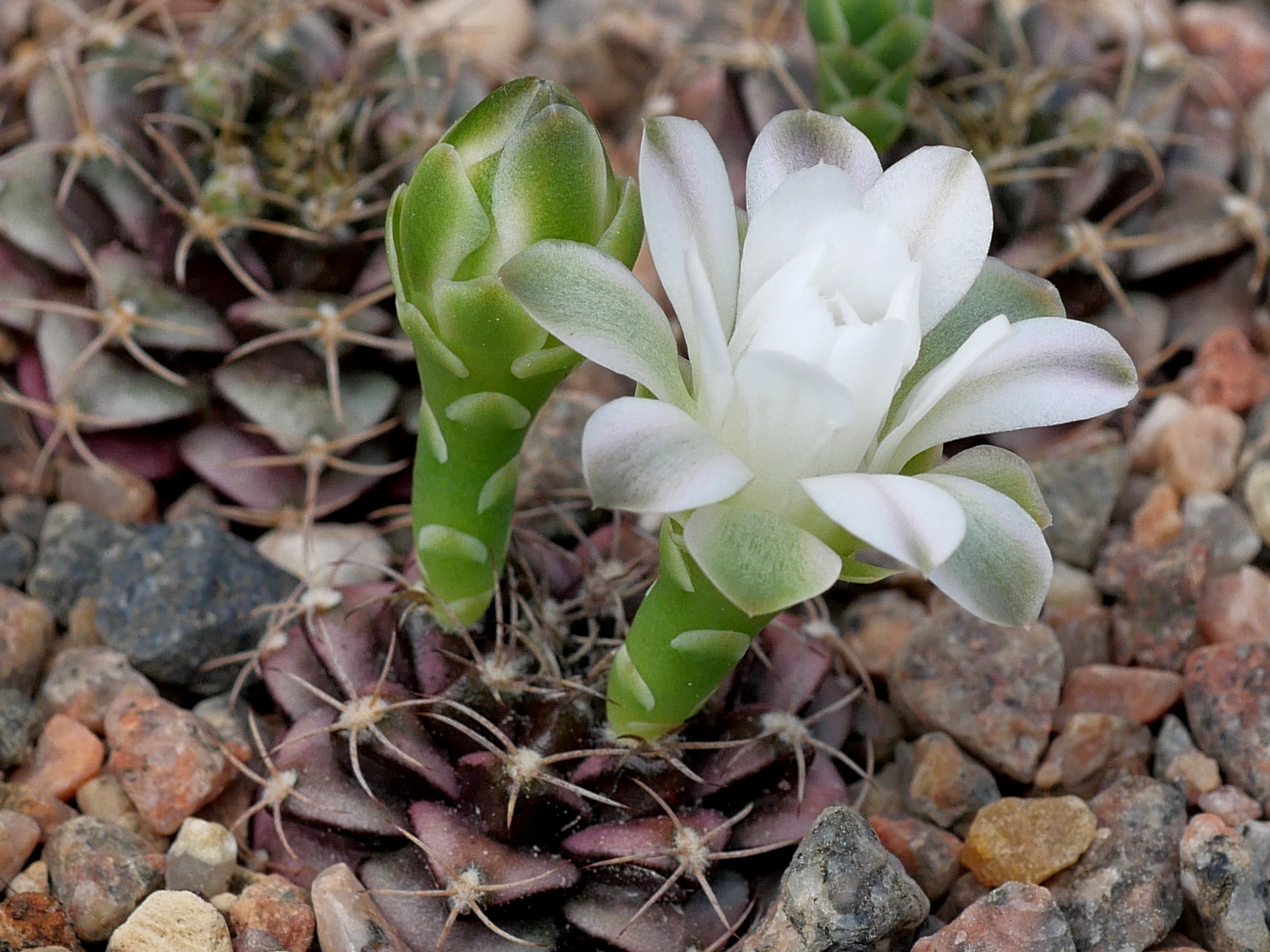 SuccSeed - Gymnocalycium marekiorum v. roboreanum VOS 50 (S Robore)