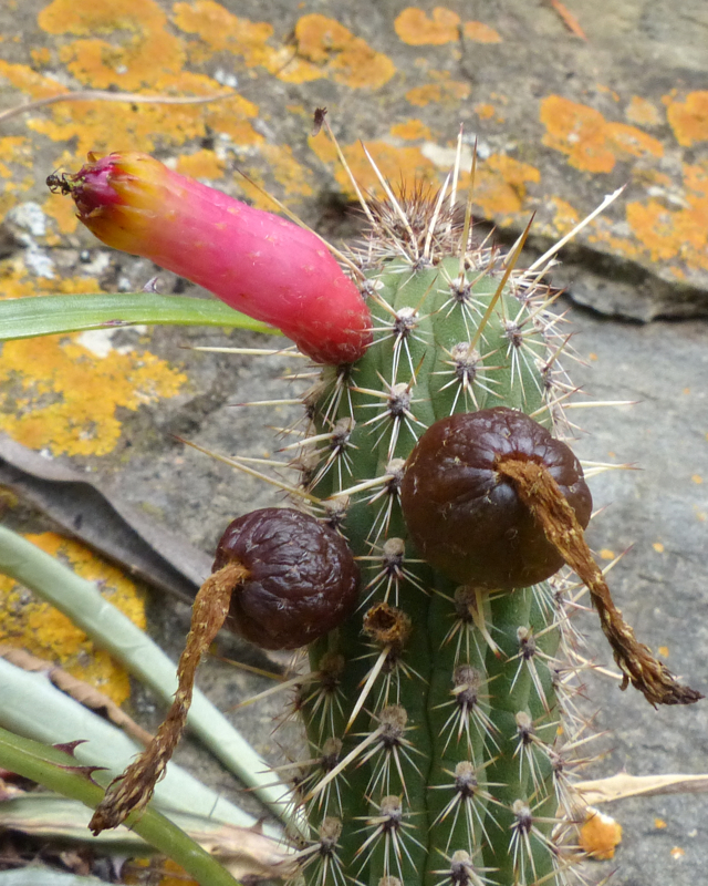 Cleistocactus candelilla MN 0427 (5km W Agua Blanca, 1216, Santa Cruz, Bol)