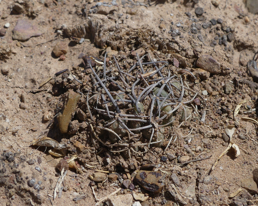 Lobivia pugionacantha v. alberi  MN 740 (W Tupiza, Bol)
