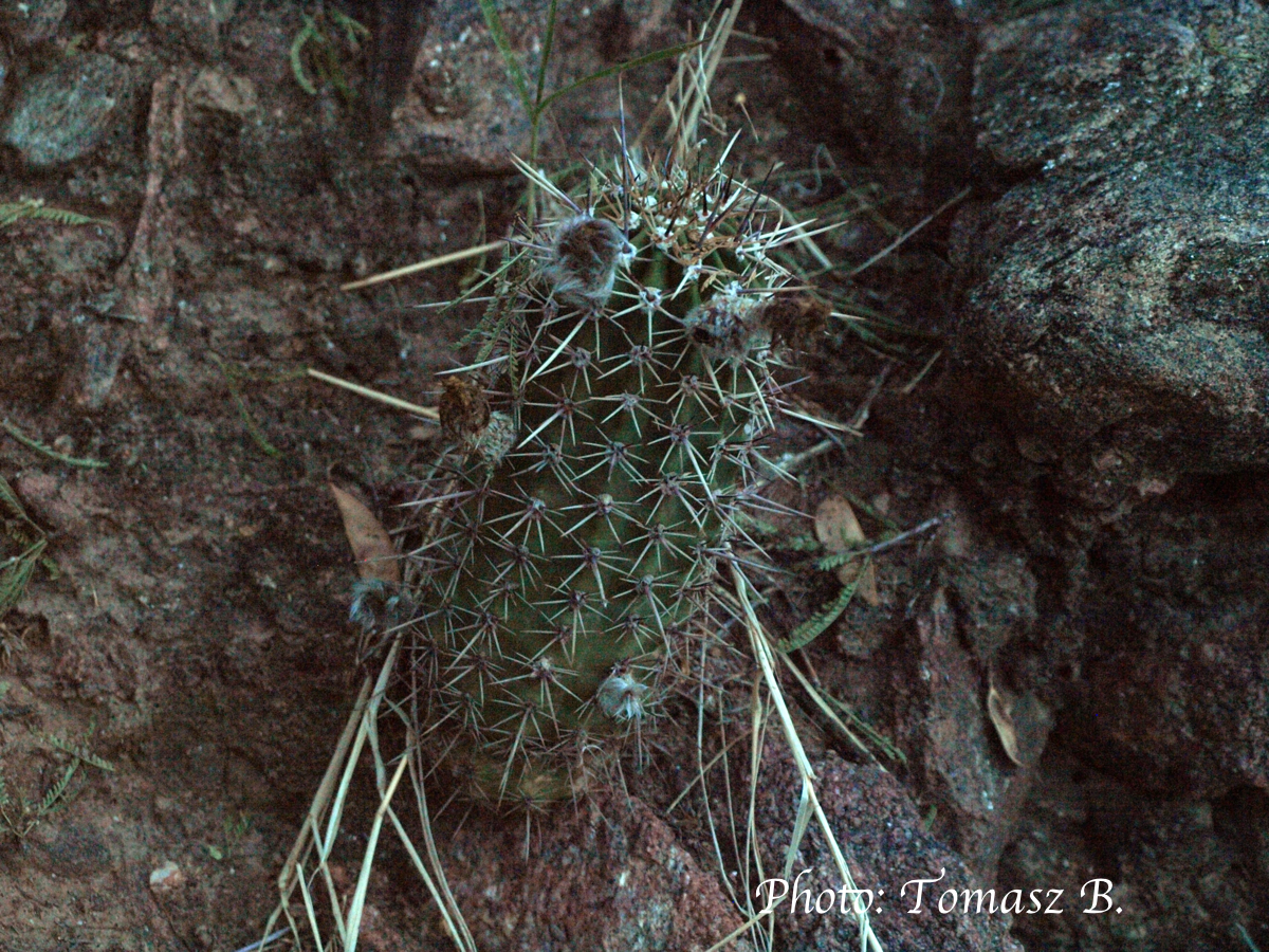 Lobivia aurea v. fallax TB 748.1 (Poman, Cat, Arg, 1244m) - 2