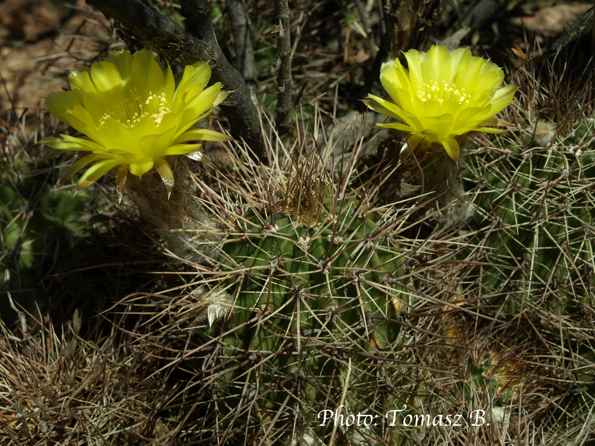 Lobivia aurea v. fallax TB 755.1 (Hualco, E of Schaqui, La Rioja, Arg, 1116m)