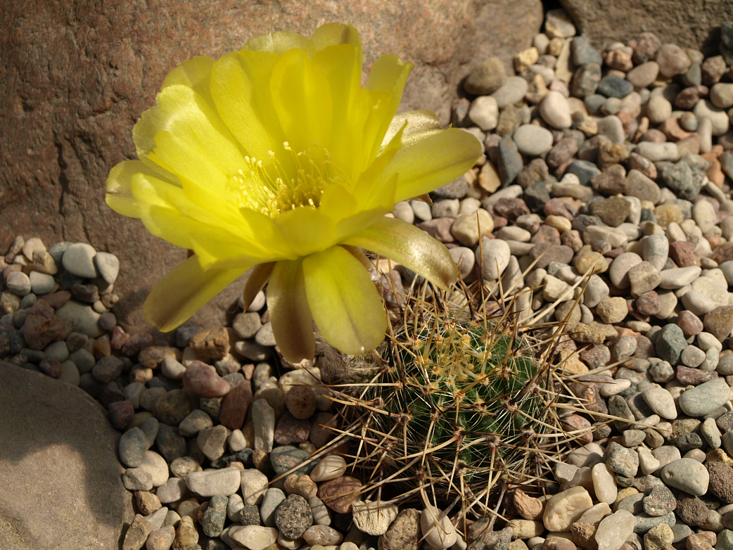 Lobivia aurea v. quinesensis TB 633.1 (San Martin, San Luis, Arg, 953m)