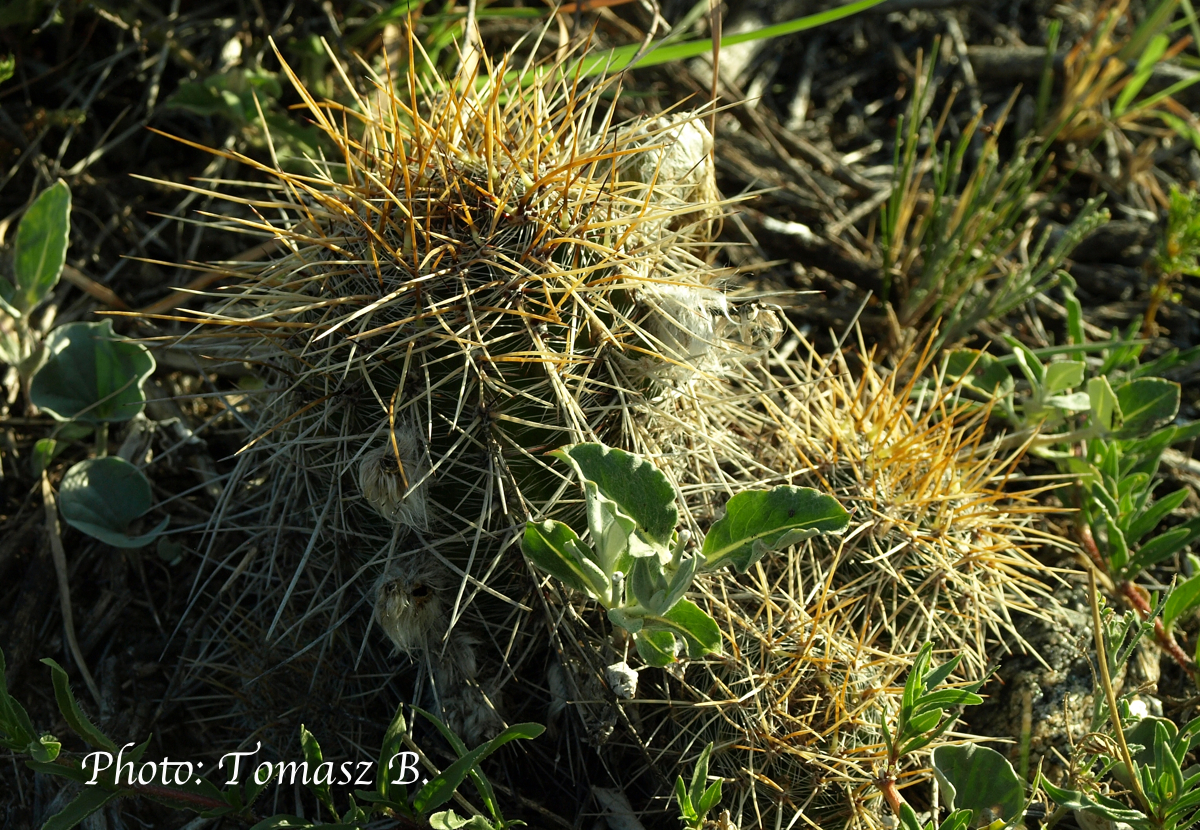 Lobivia aurea v. quinesensis TB 633.1 (San Martin, San Luis, Arg, 953m) - 2