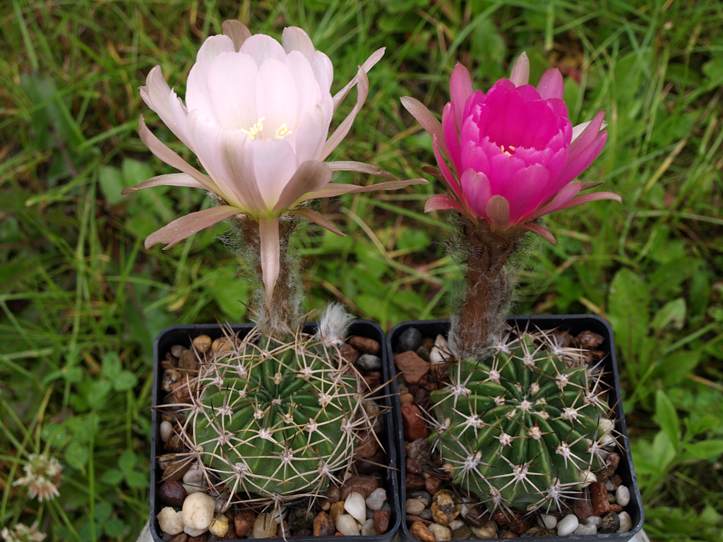 Lobivia calorubra v. cardenasiana TB 044.2 (Junacas, Tarija, Bol, 2349m)