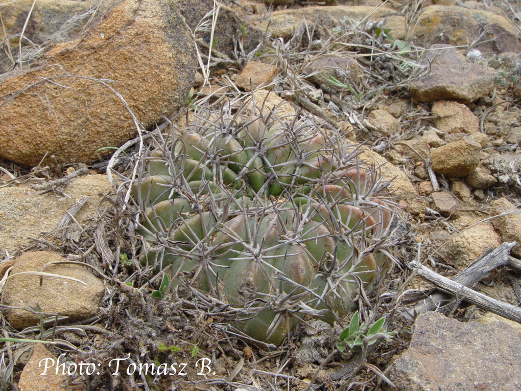 Lobivia calorubra v. cardenasiana TB 044.2 (Junacas, Tarija, Bol, 2349m) - 2