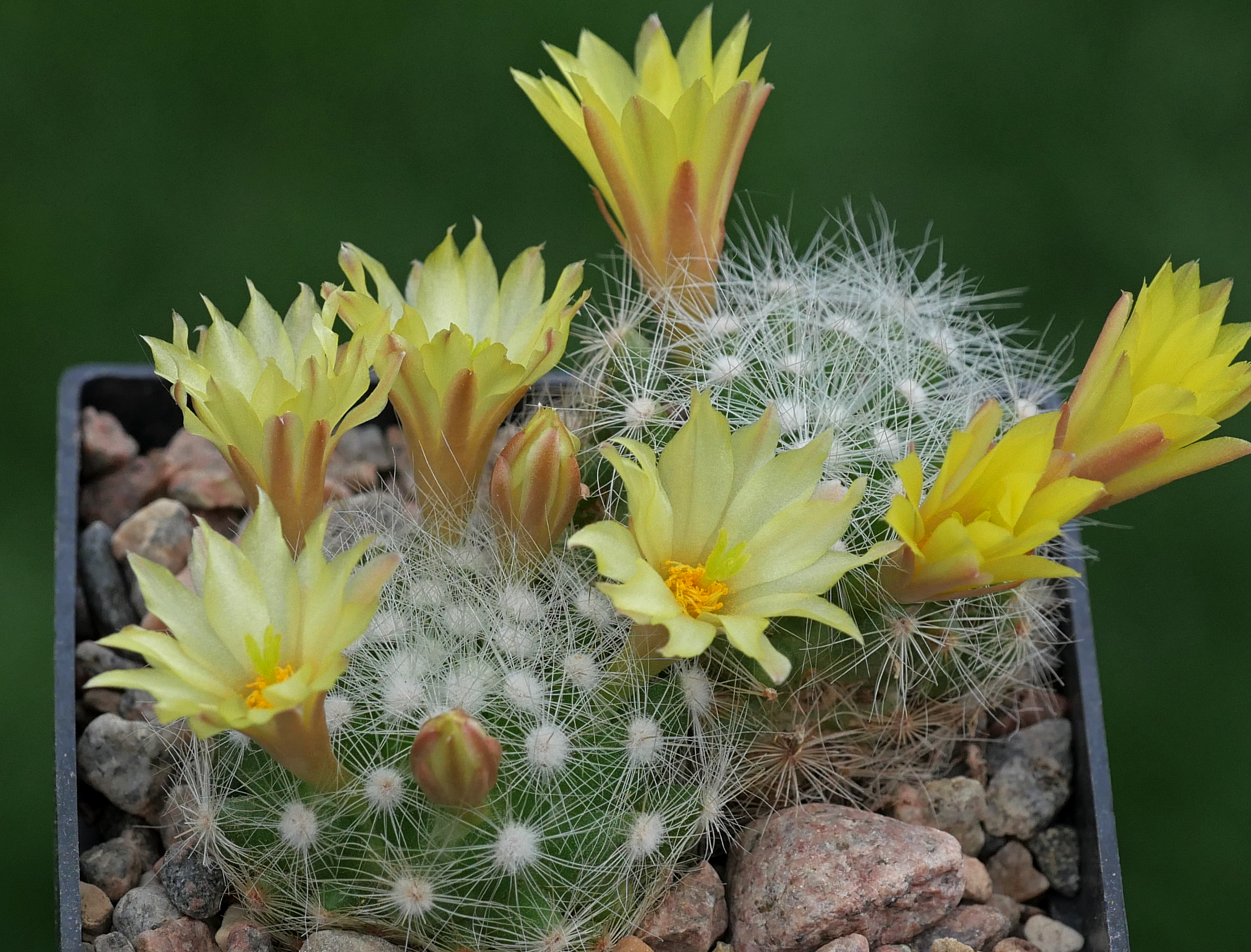 Mammillaria baumii SB 273 (Aramberri, NL)