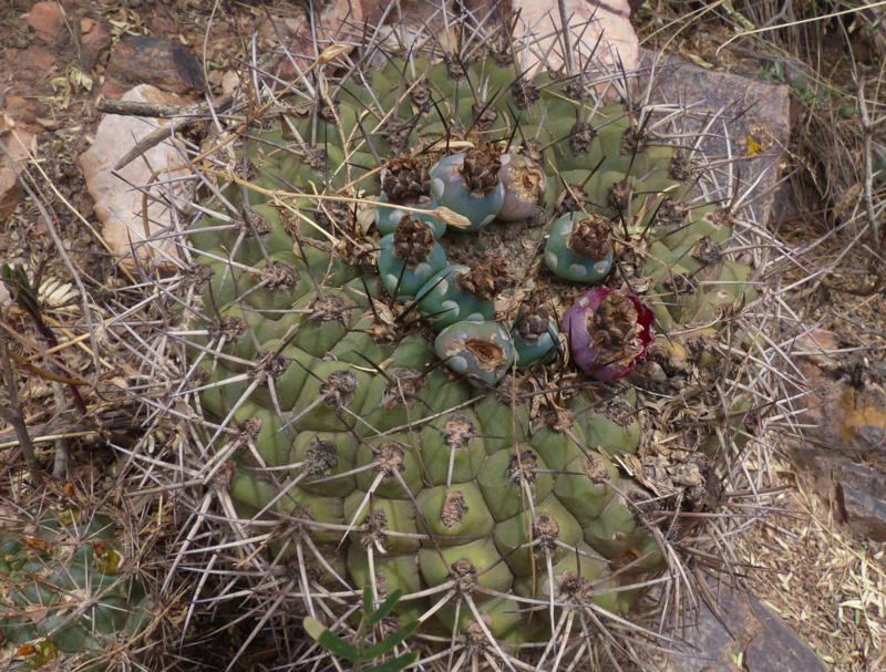 Gymnocalycium pflanzii 'zegarrae' MN 0461 (Sotomayor, 2591, Potosi, Bol)