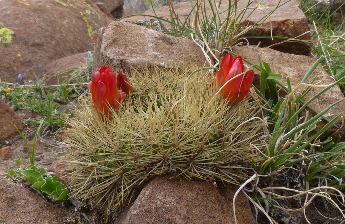 Sulcorebutia trojapampensis MN 462 (Troja Pampa, 3100m, Bol)