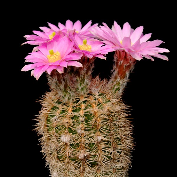 SuccSeed - Echinocereus adustus (Cosihuiriachi, Chihuahua, Mex)