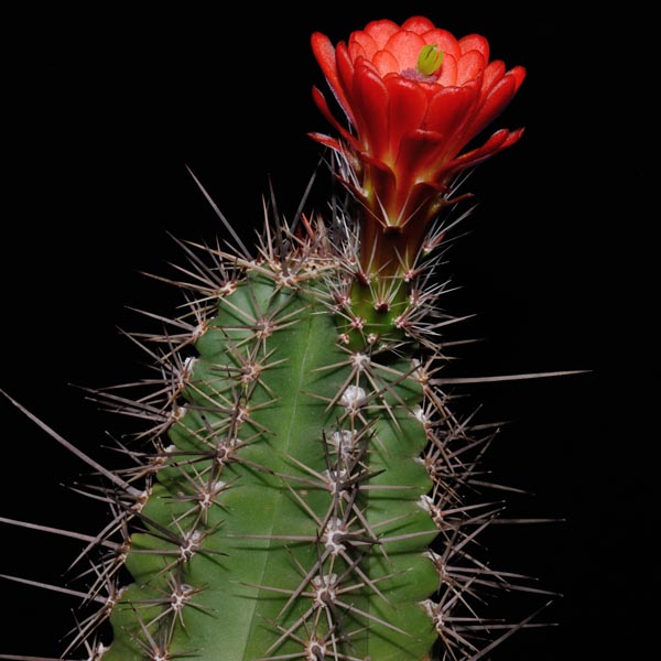 SuccSeed - Echinocereus