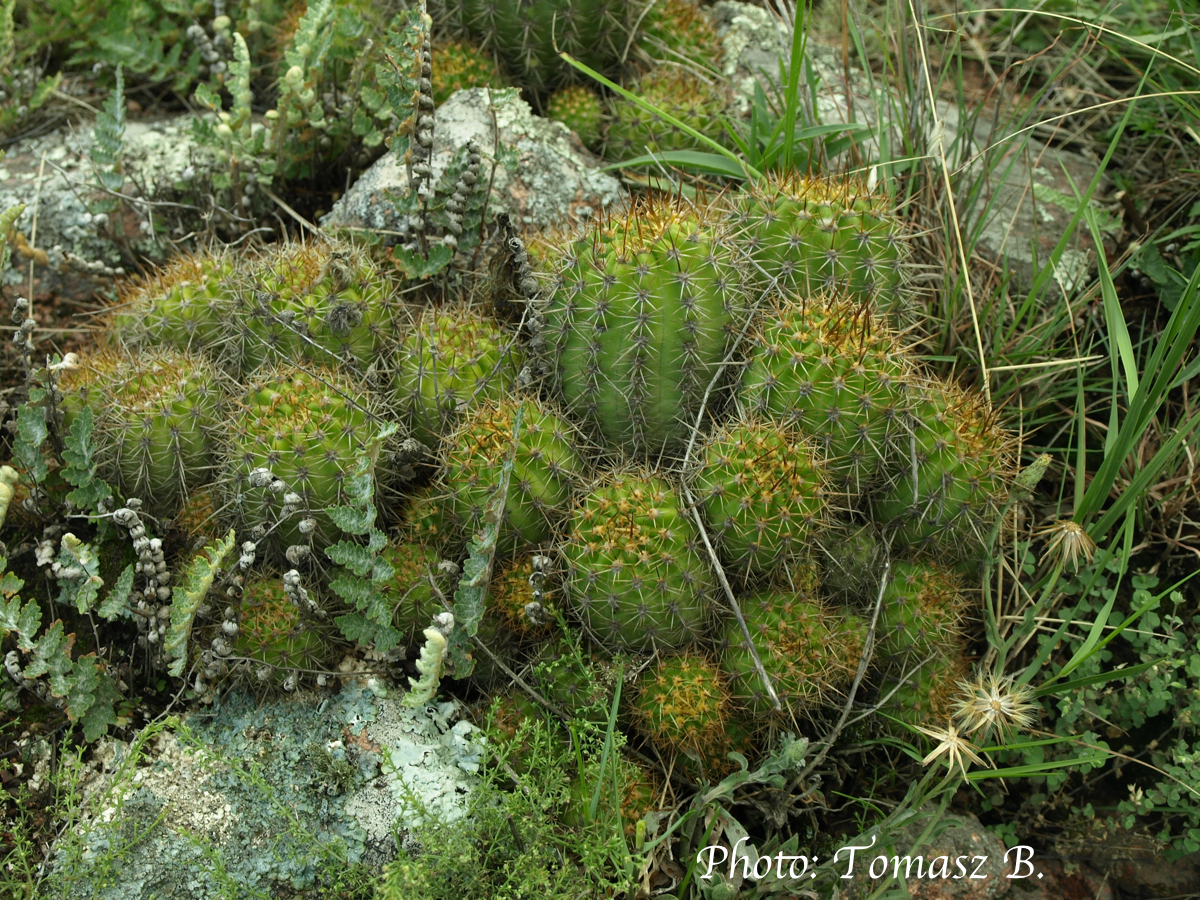 Lobivia grandiflora v. pumila TB 654.2 (Tintigasta, SW of El Alto, Cat, Arg, 1537m) - 2