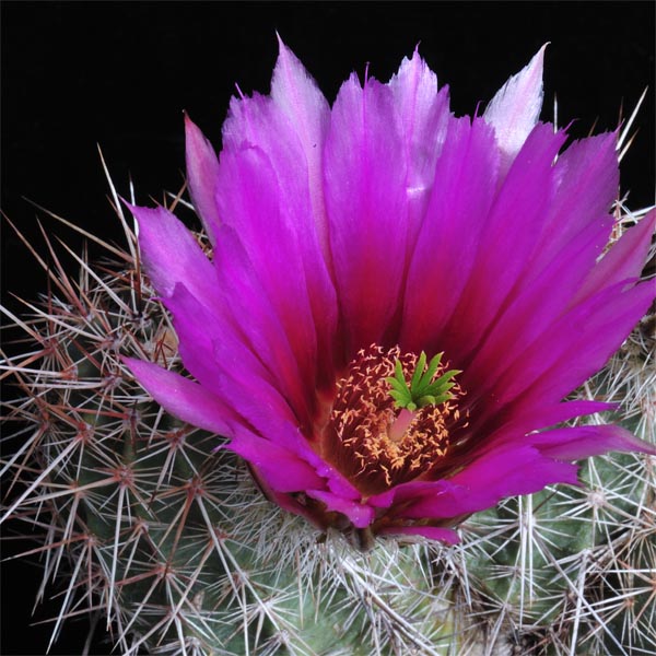 Echinocereus engelmannii fma decumbens (Fredonia, AZ)