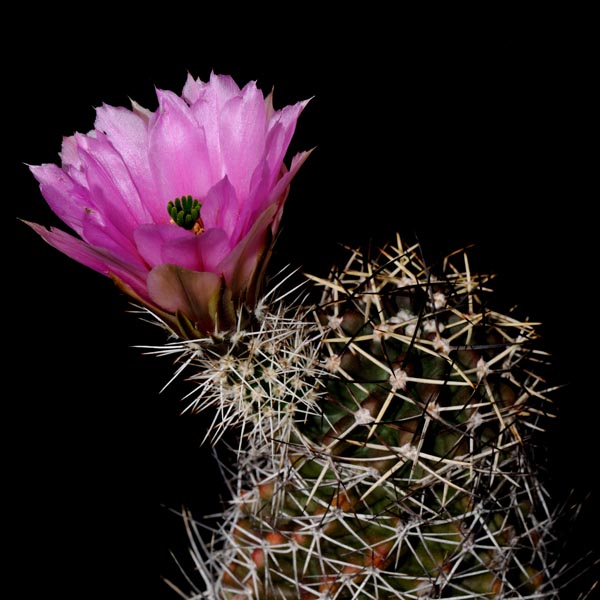 Echinocereus fendleri (Pacheco, Chih., Mex)