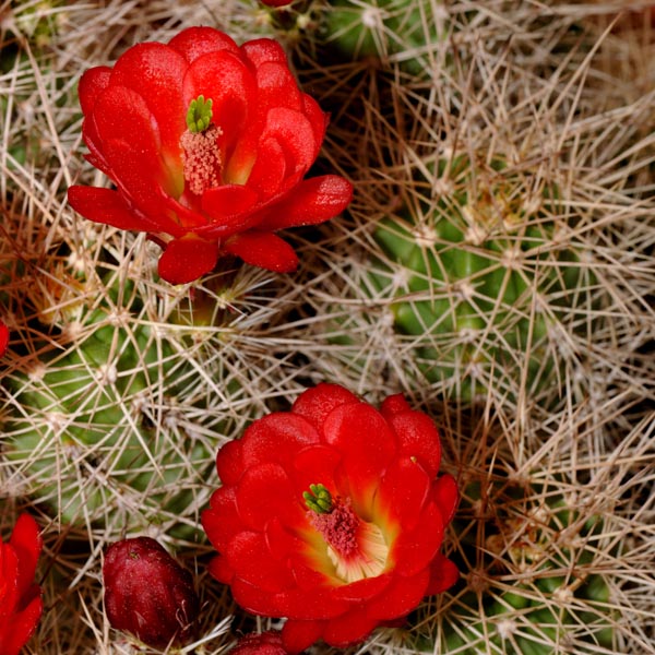 Echinocereus mojavensis (Cisco, Utah)