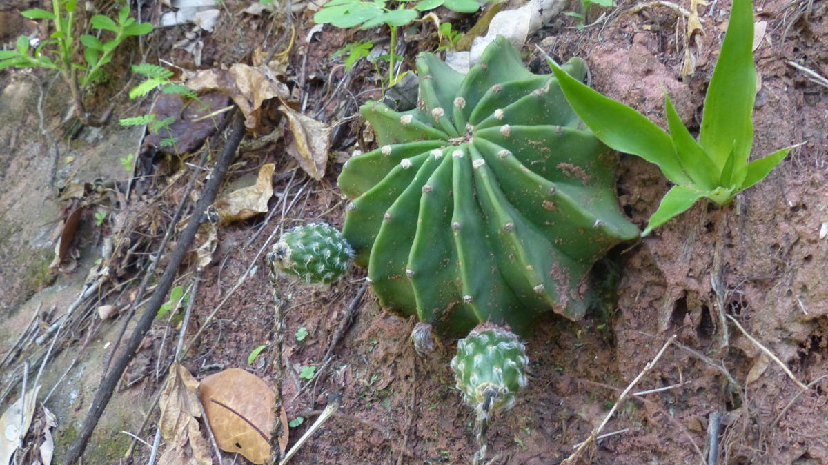 Echinopsis subdenudata MN 532 (8 km W Camatindi, 663, Gran Chaco, Bol)