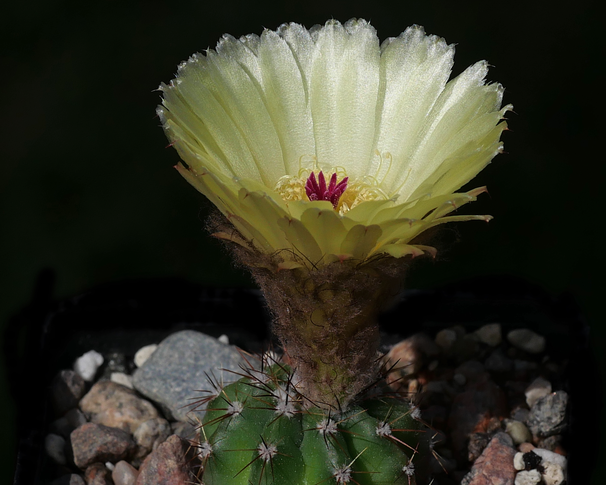 Notocactus glaucinus RP 839
