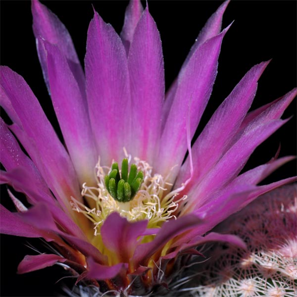 Echinocereus pectinatus (Tierra Blanca, Guanajuato, Mex)