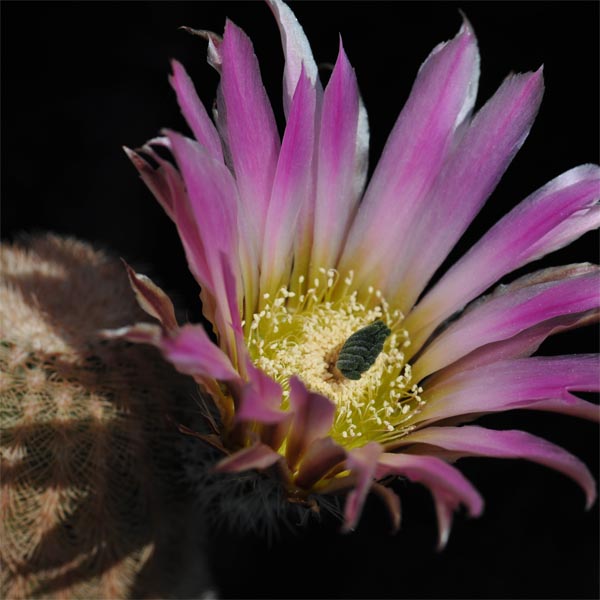 Echinocereus pectinatus (La Cuesta, Coah, Mex)