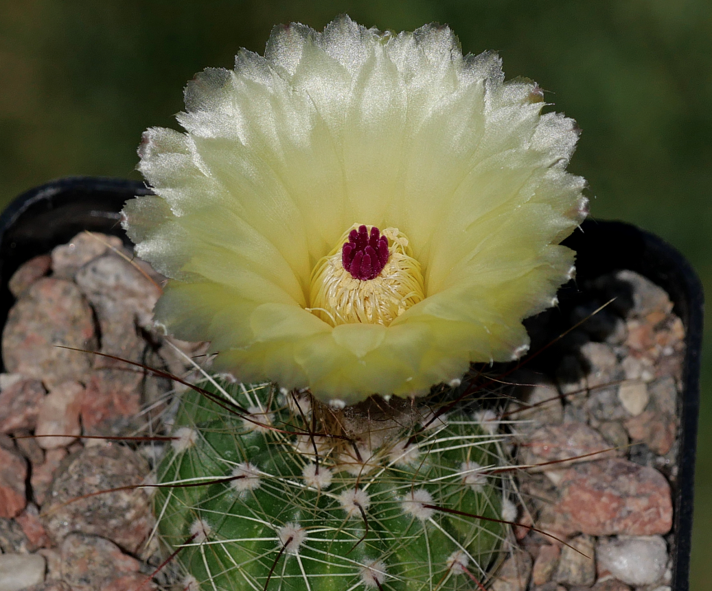 Notocactus ottonis v. rufispinus RP 197
